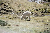 Llama grazing on puna grassland along the Inca Trail 